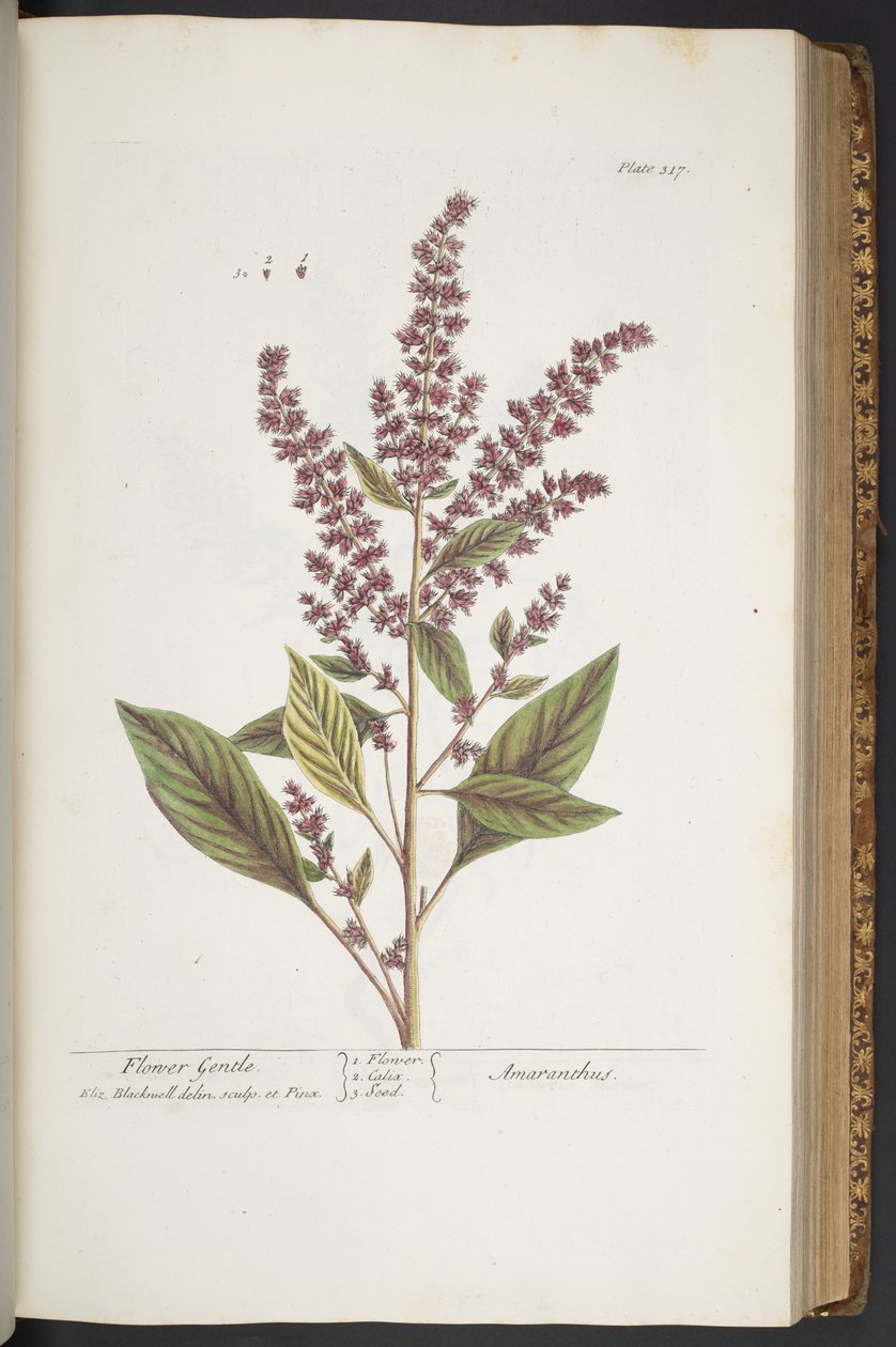 Tavola 317, Fiore Gentile, o Amaranto, da 