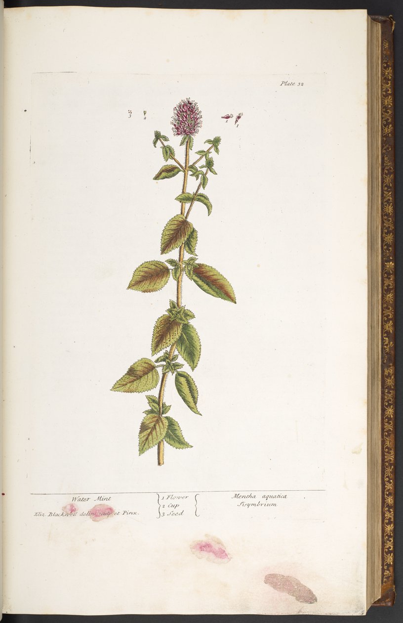 Tavola 32, Menta d