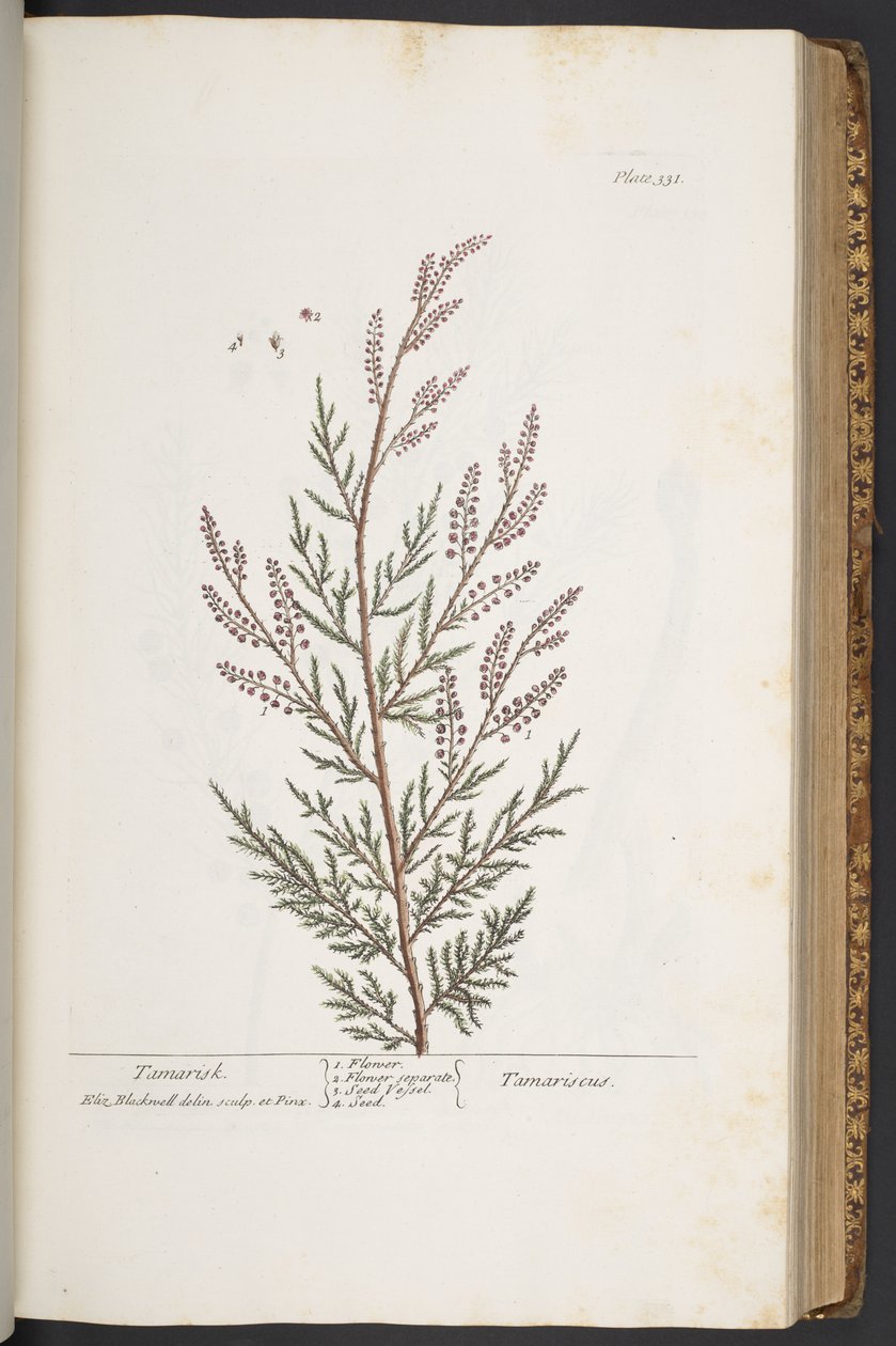 Tavola 331, da 