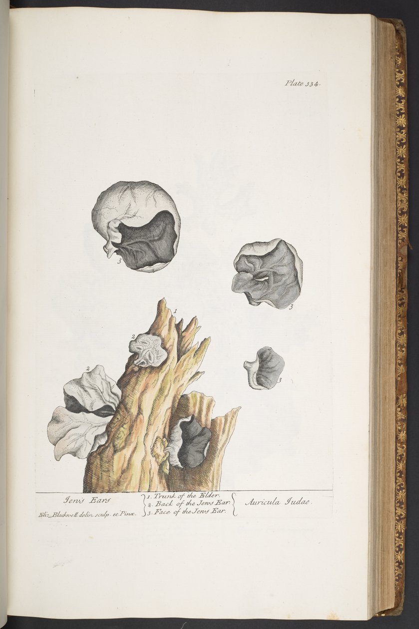 Tavola 334, da 