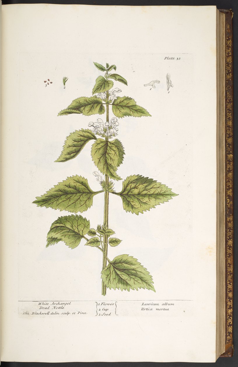 Tavola 33, Ortica bianca, da 