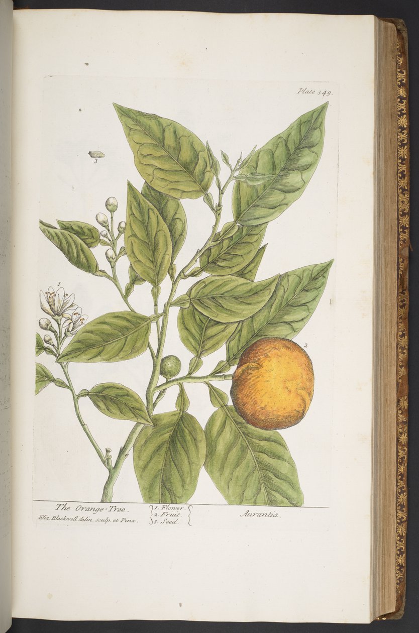 Tavola 349, da 