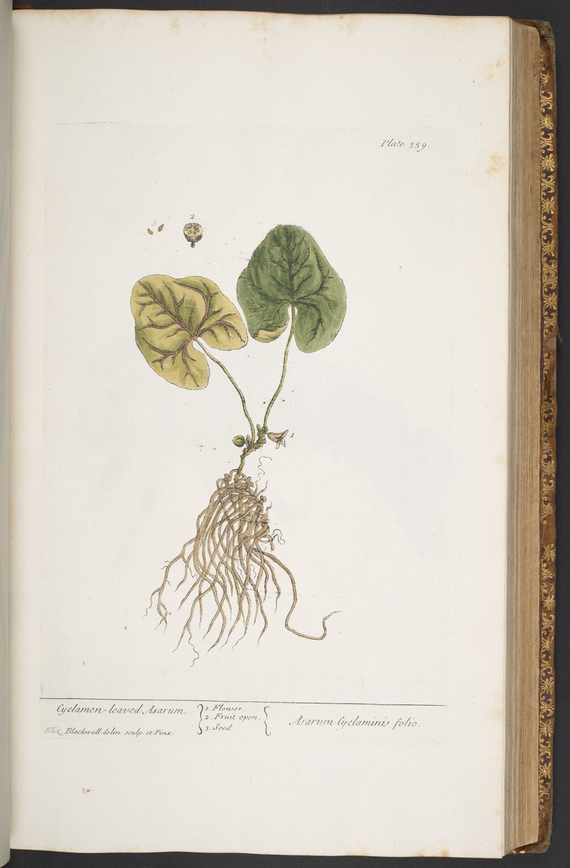 Tavola 359, da 