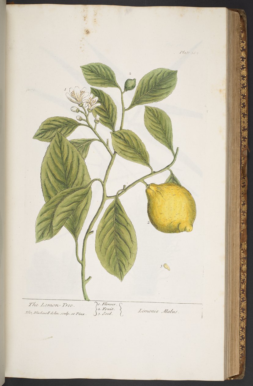 Tavola 362, da 