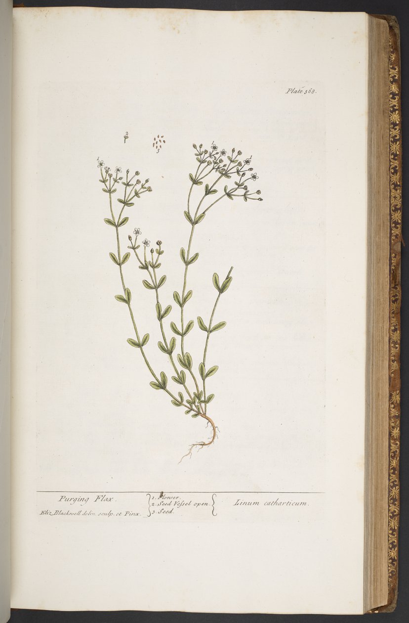 Tavola 368, da 
