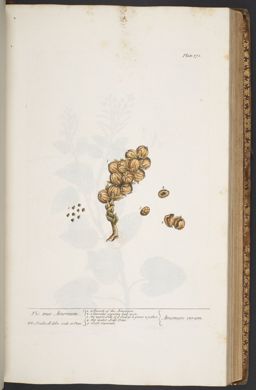 Tavola 371, da 