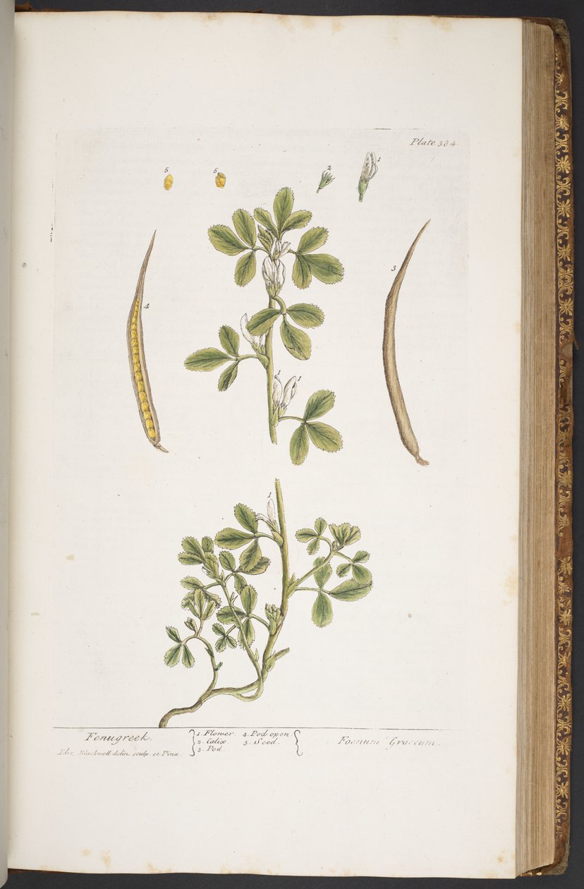 Tavola 384, da 
