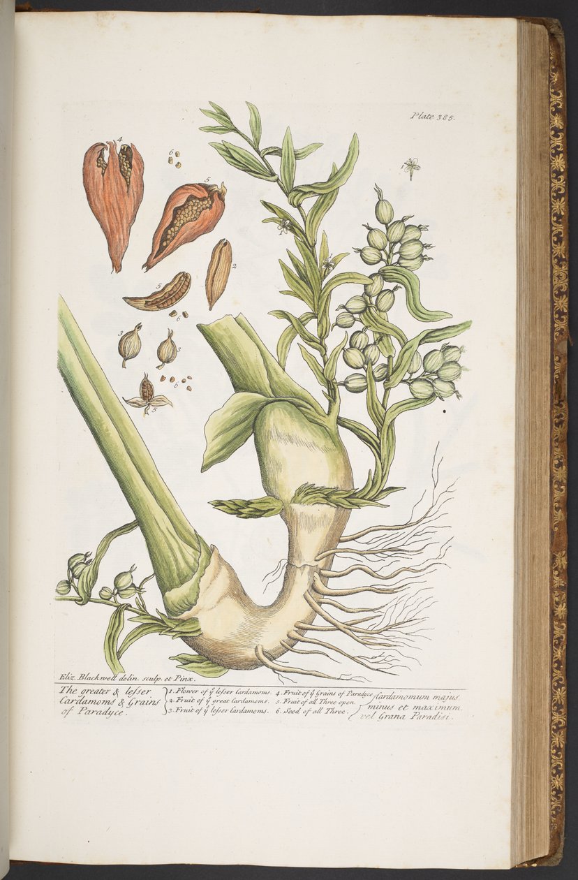 Tavola 385, da 