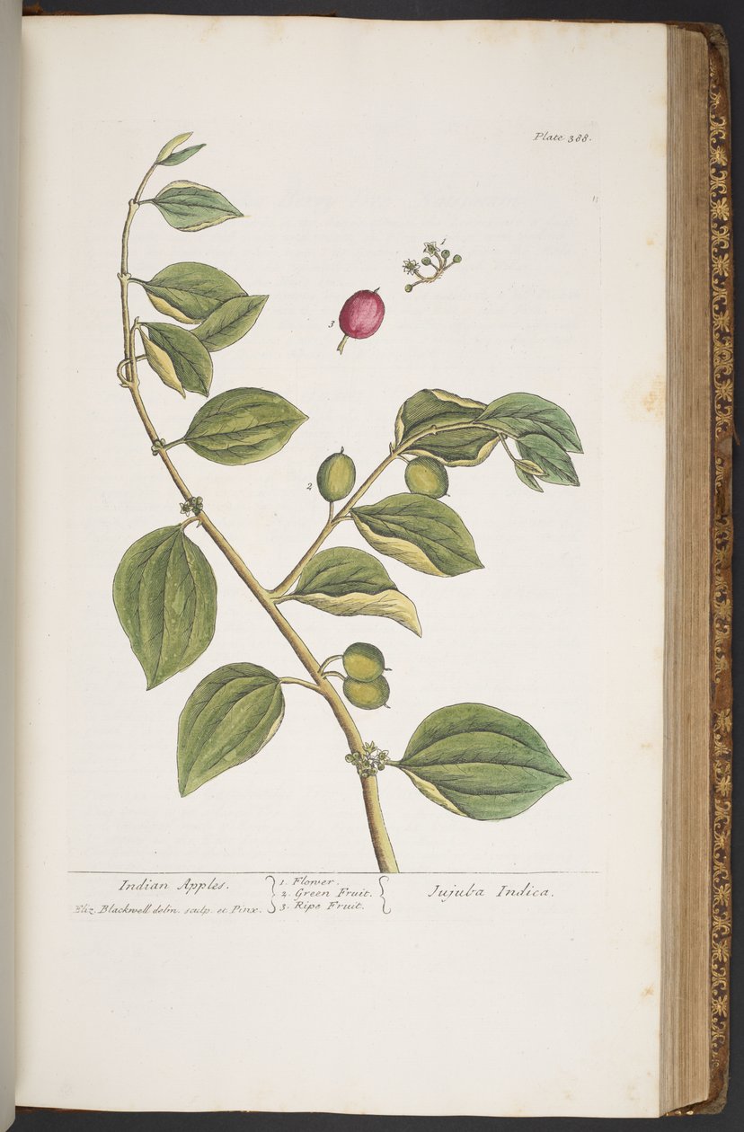 Tavola 388, da 