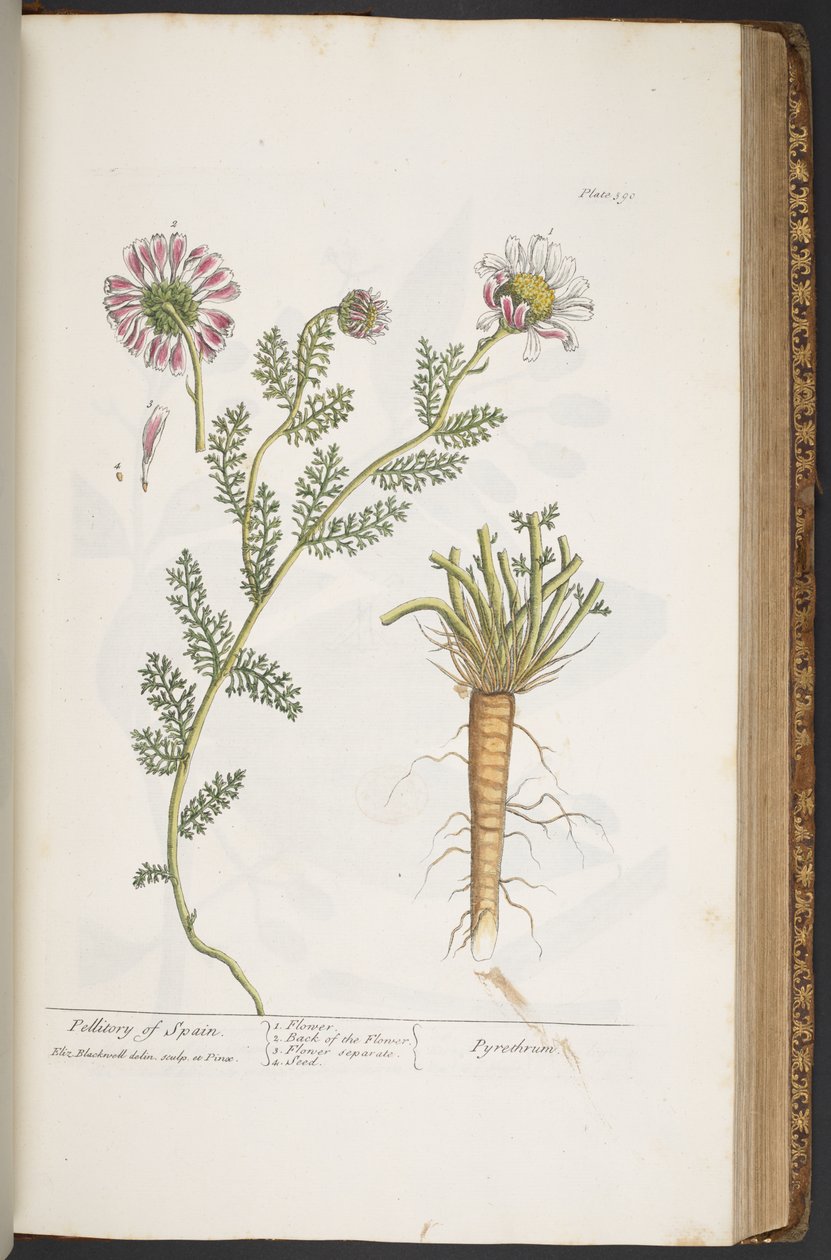 Tavola 390, Pellitory of Spain, da 