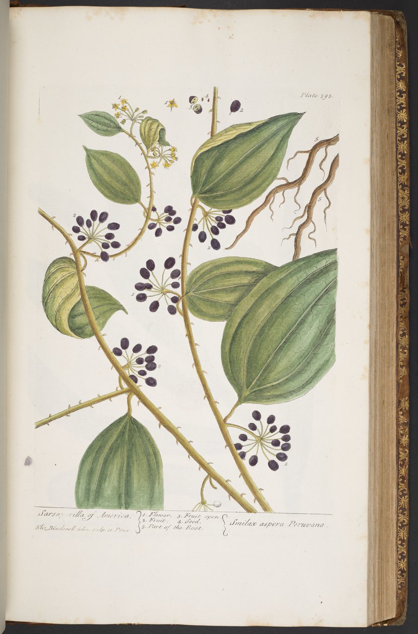 Tavola 393, da 