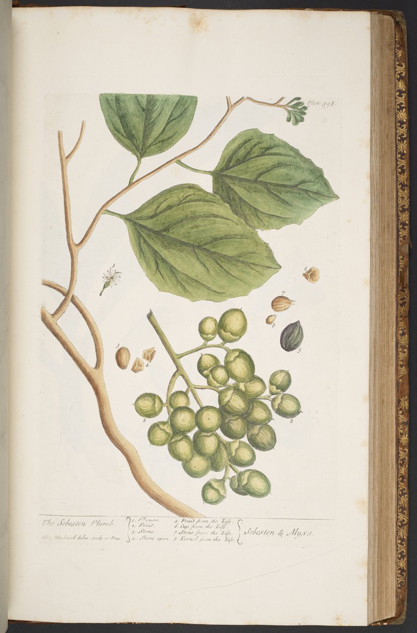 Tavola 398, da 