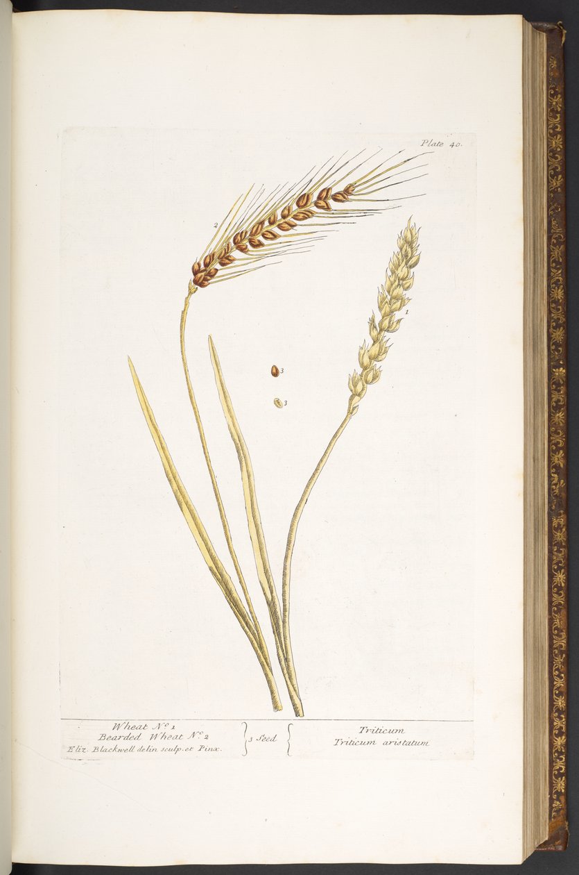 Tavola 40, Grano e Grano Barbutto, da 