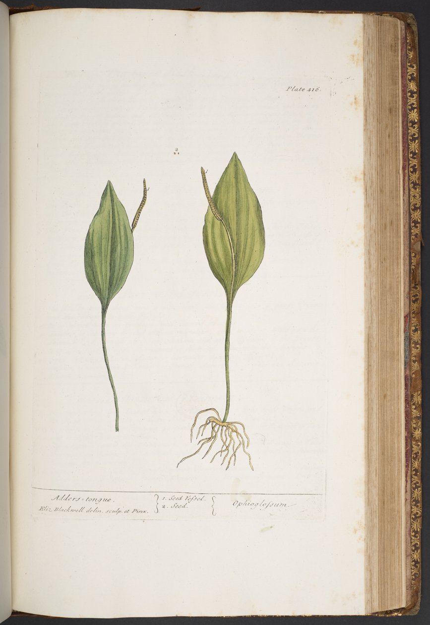Tavola 416, da 
