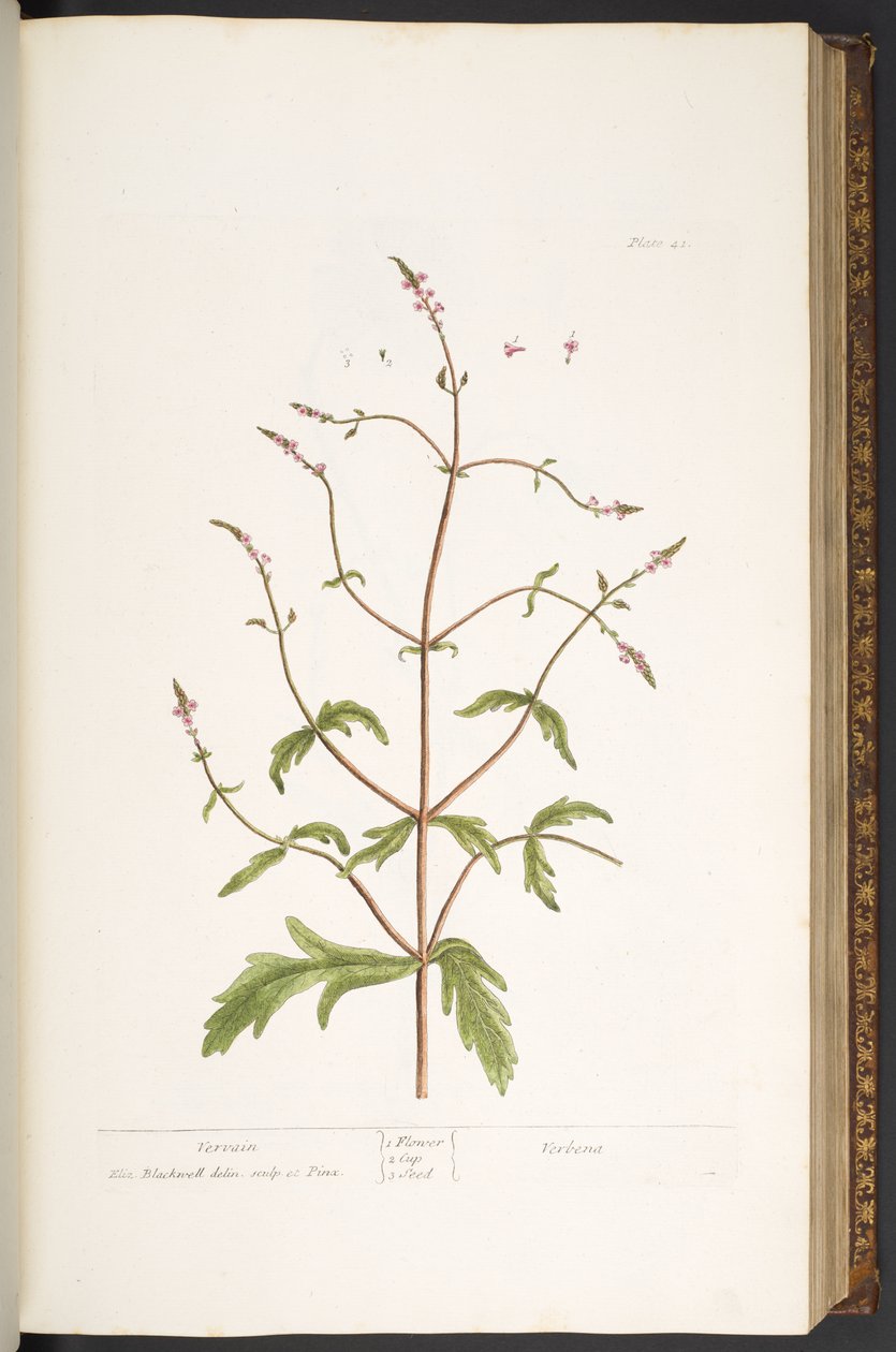 Tavola 41, Verbena, da 