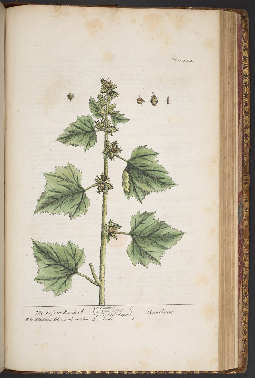 Tavola 444, da 