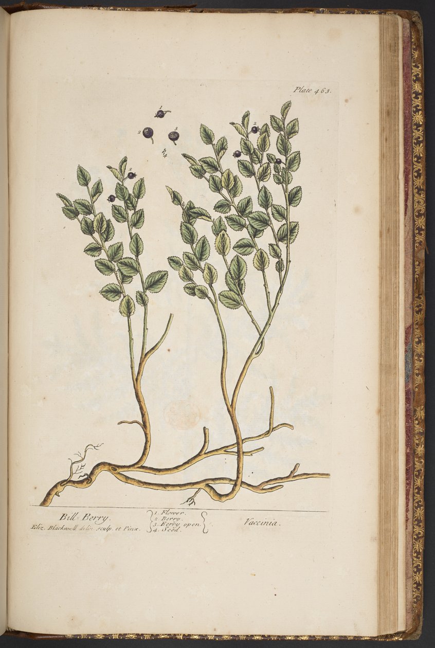 Tavola 463, da 