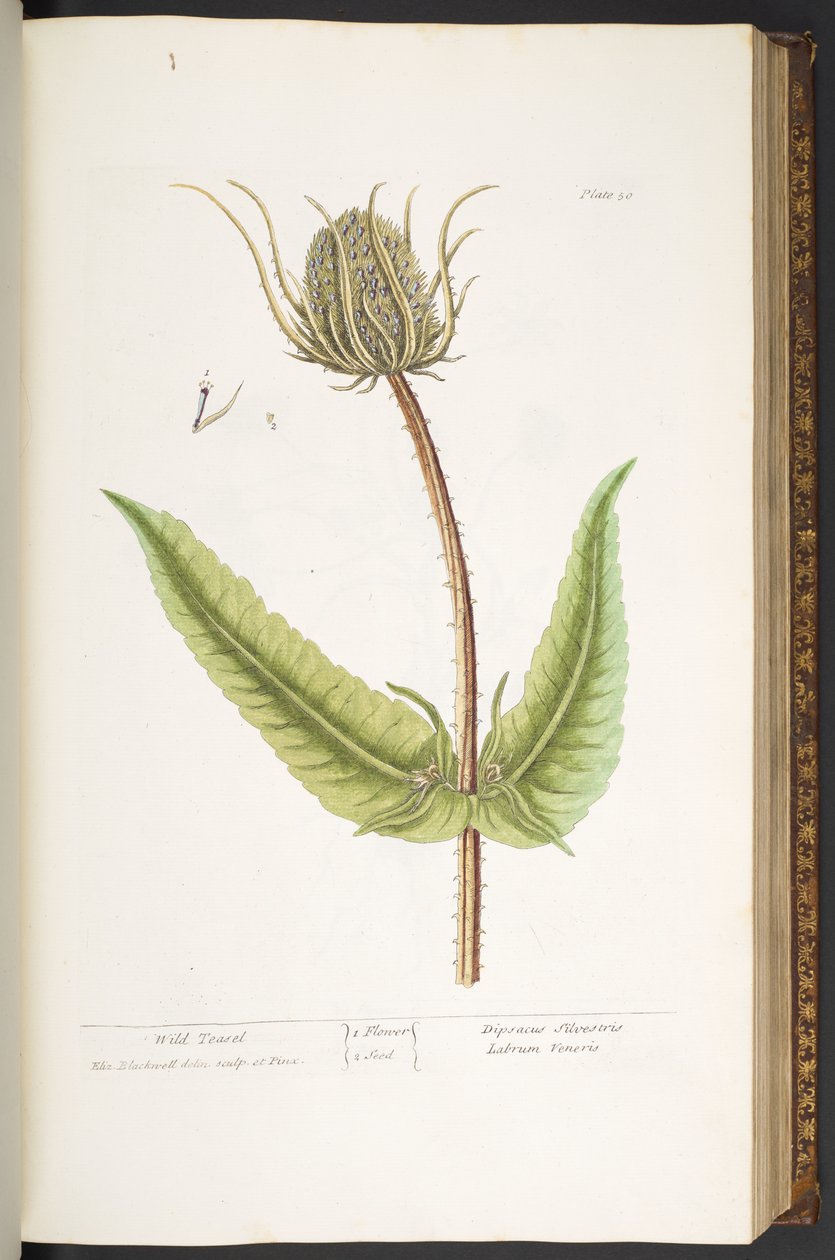 Tavola 50, Wild Teasel, da 