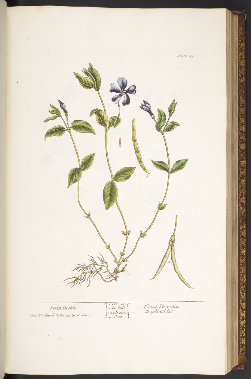 Tavola 59, Pervinca, da 