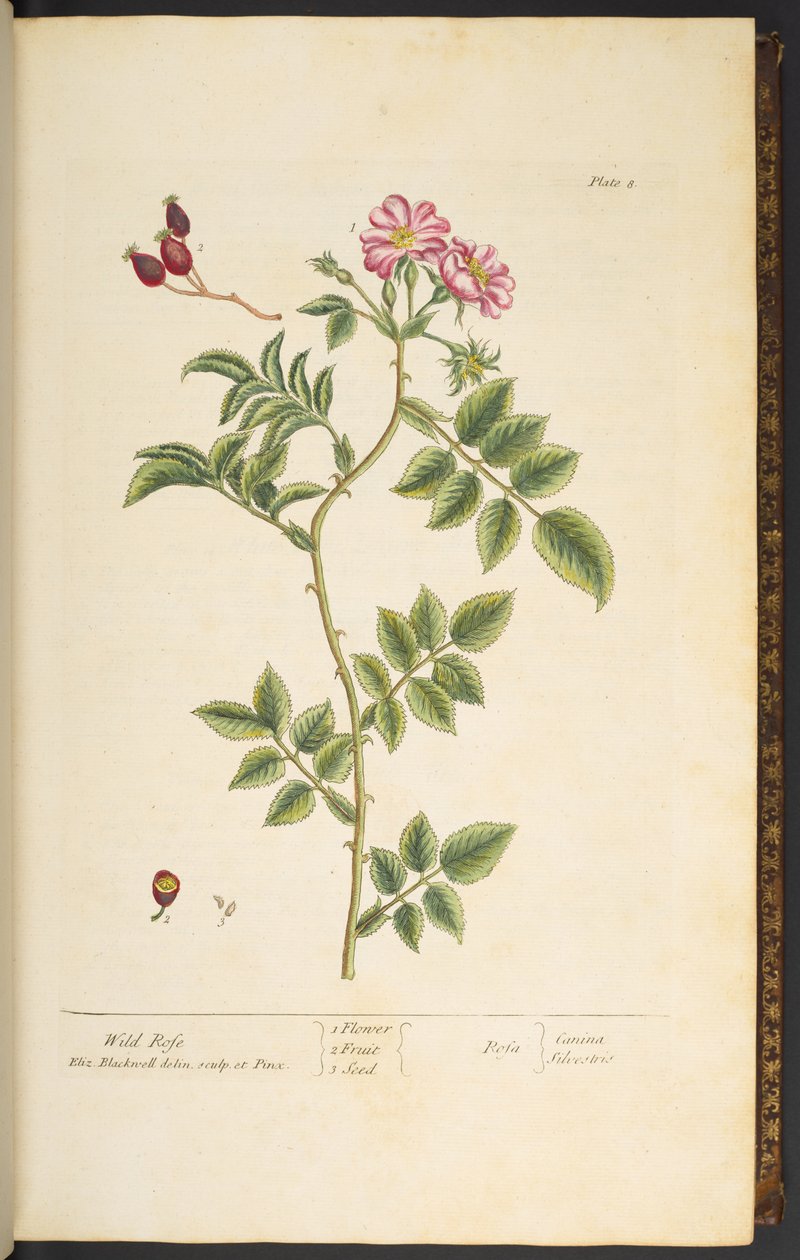 Tavola 8, Rosa selvatica, da 