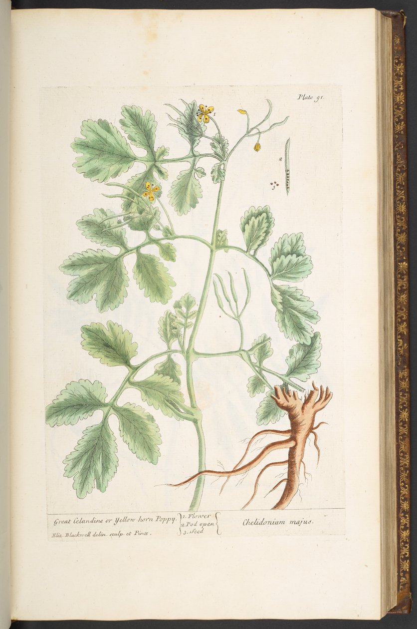 Tavola 91, Celidonia maggiore o Papavero giallo, da 