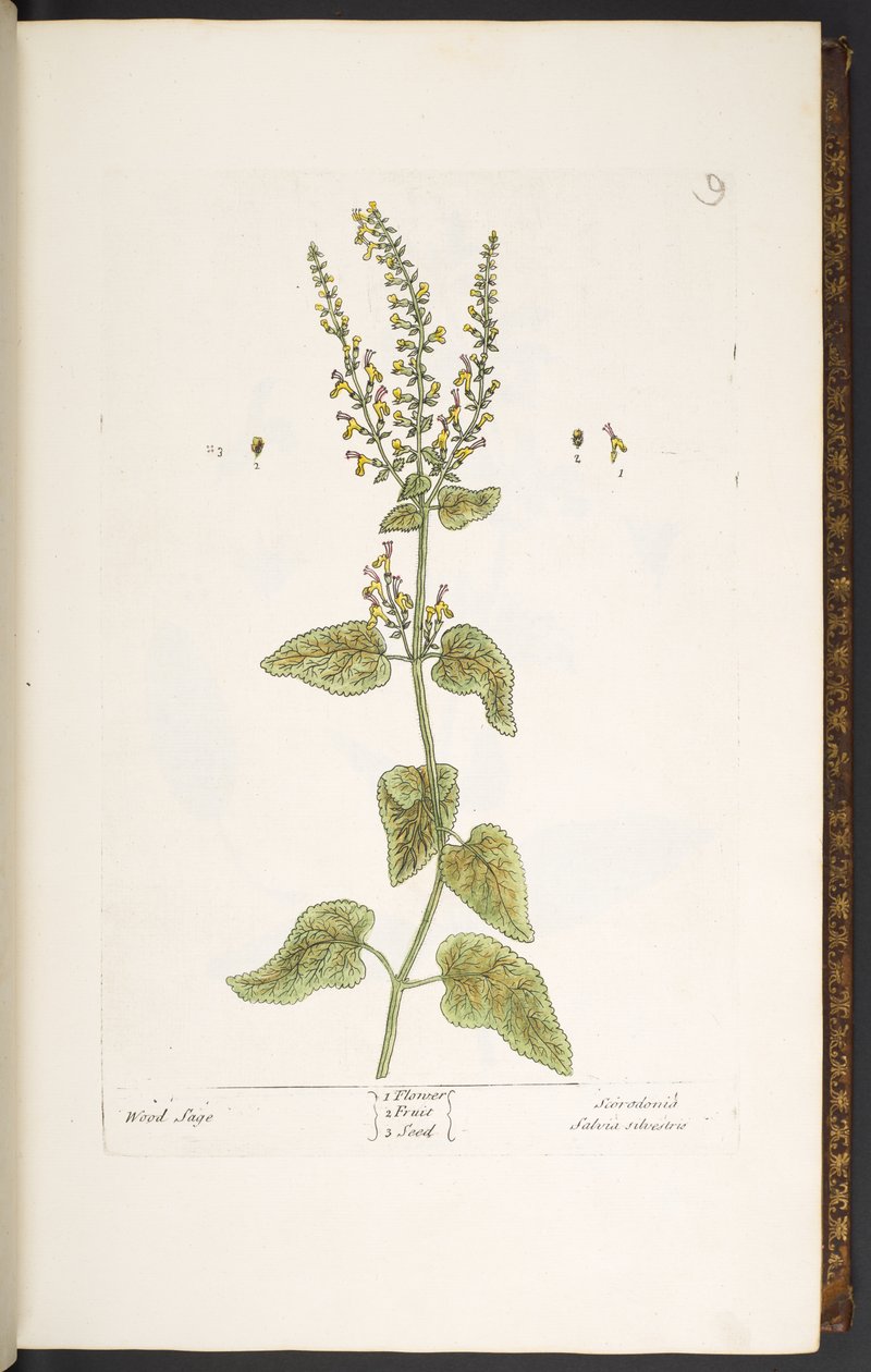 Tavola 9, Salvia dei boschi, da 