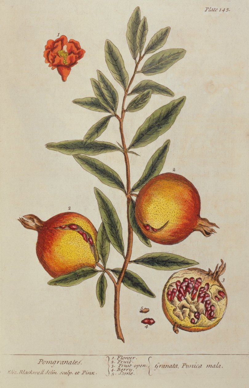 Punica granatum, da Un