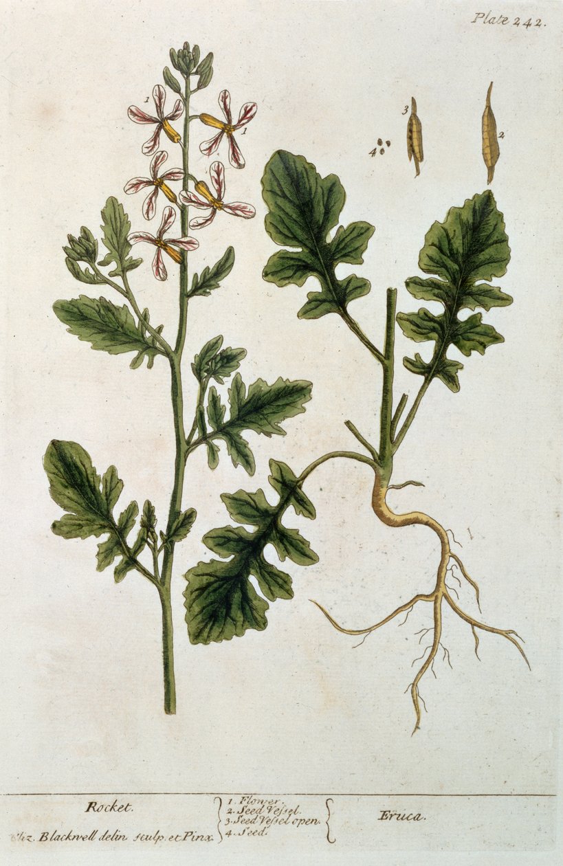 Rucola, tavola 242 da 