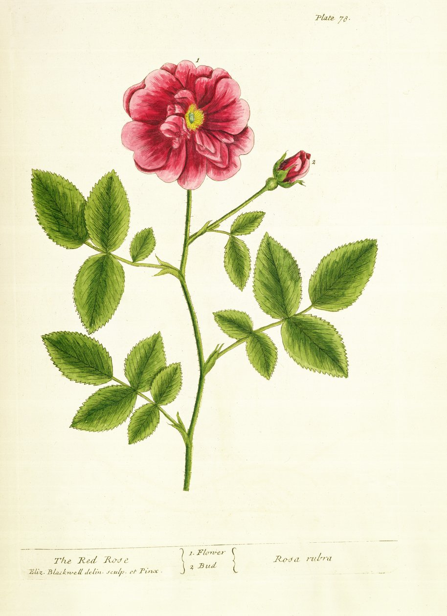 Rosa: Gallica, da 