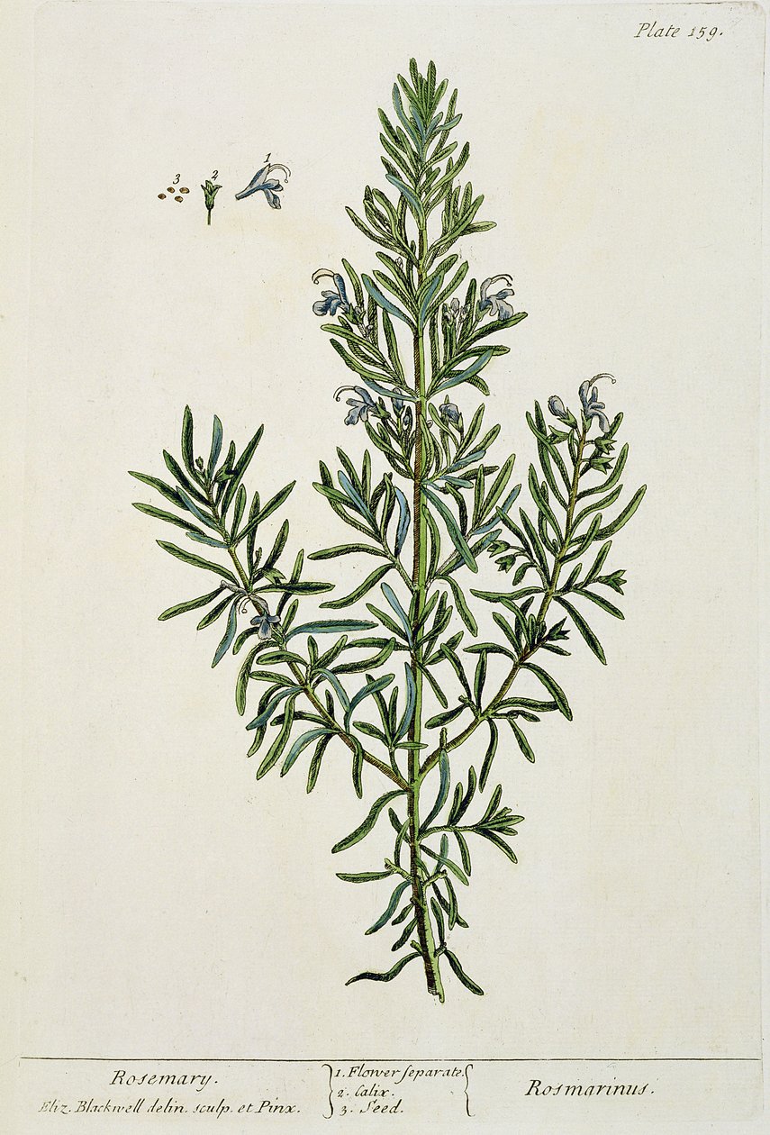 Rosmarinus Officinalis, da 