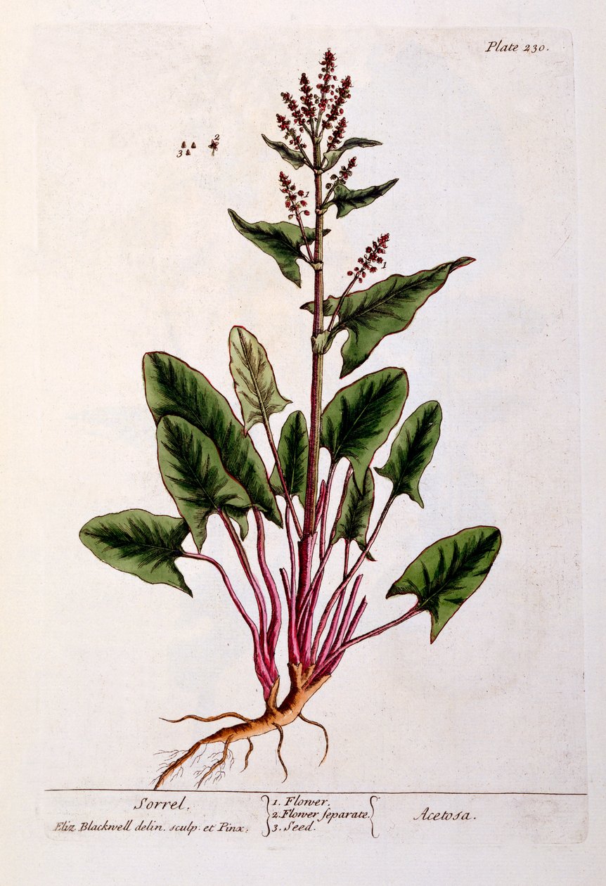 Acetosa, tavola 230 da 