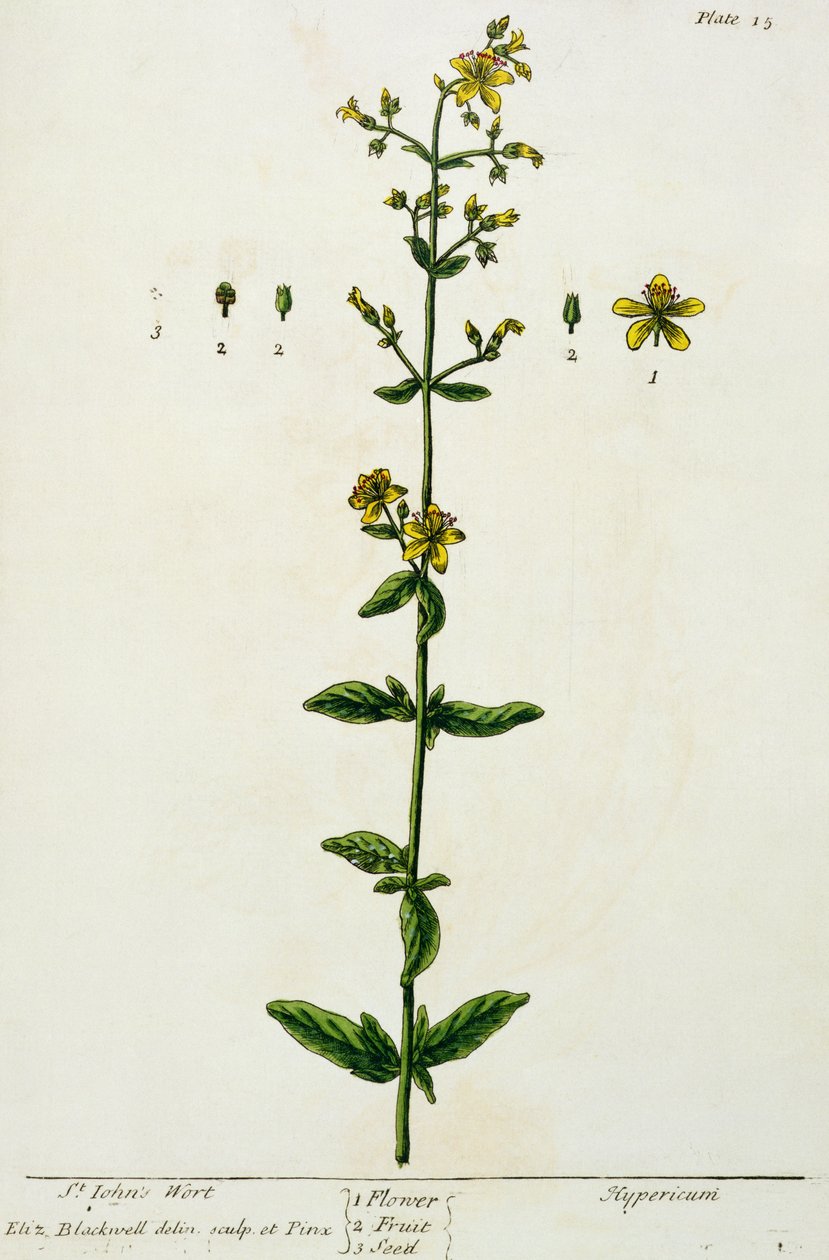 Erba di San Giovanni, tavola 15 da 