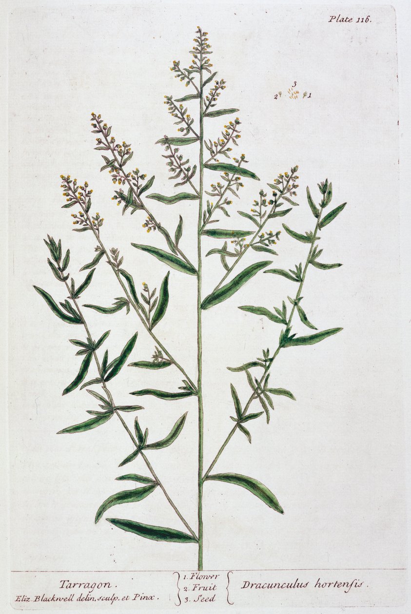Dragoncello da Elizabeth Blackwell