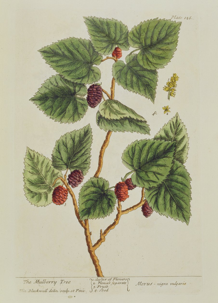 Il gelso, tavola 126 da 