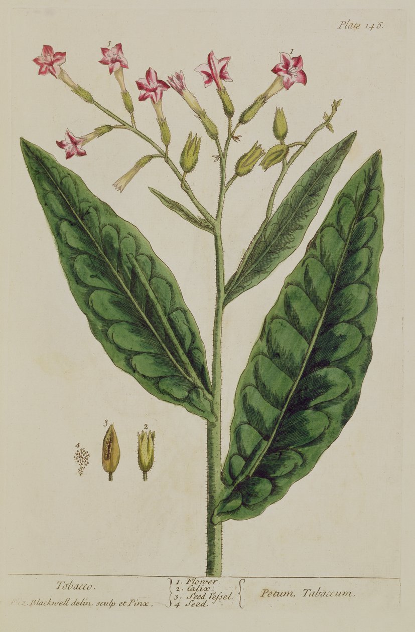 Tabacco, tavola 146 da 