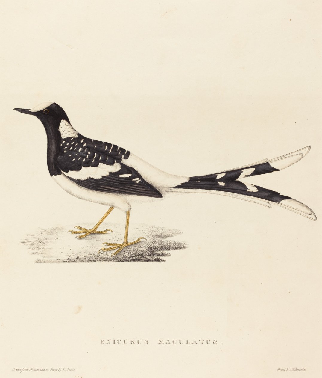 Enicurus Maculatus (Coda a forchetta maculata) da Elizabeth Gould