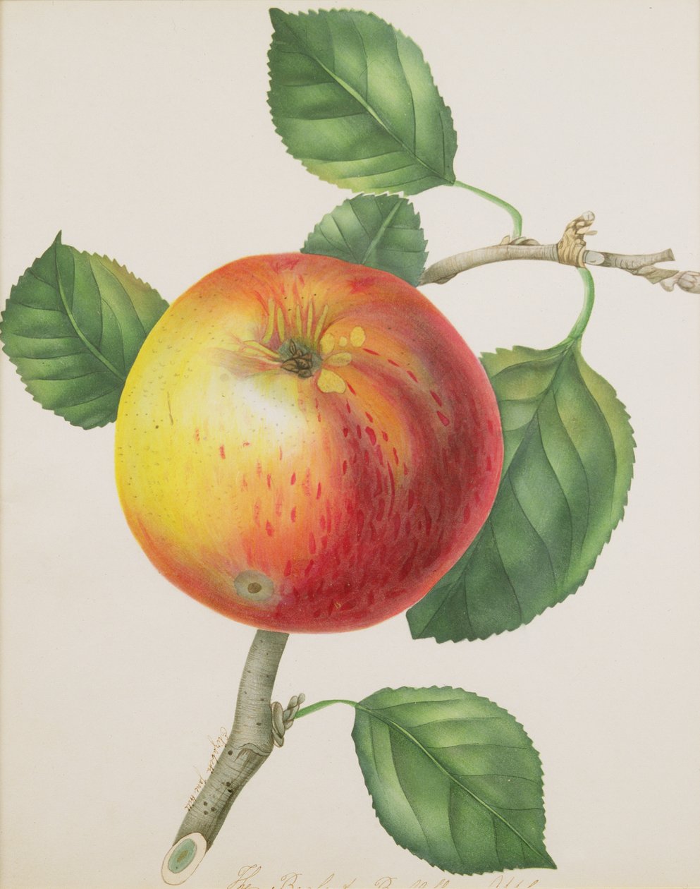 Una mela, c.1835 da Elizabeth Jane Hill