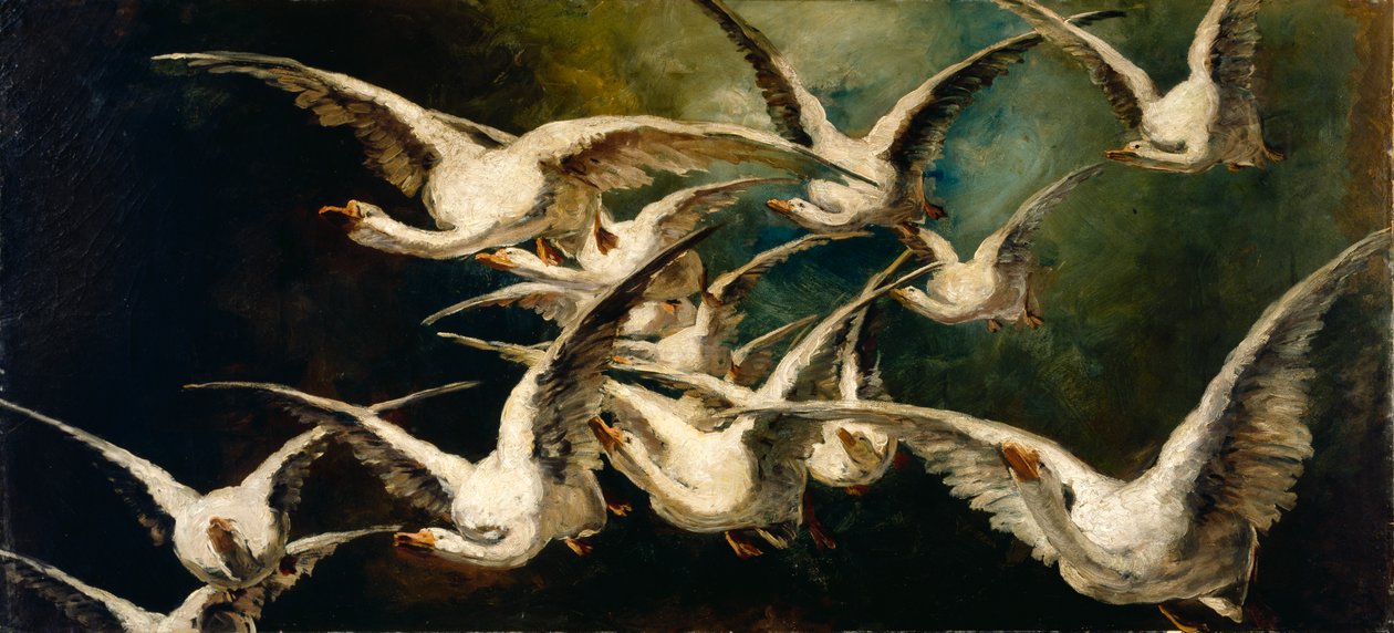 Stormo di oche da Elizabeth Nourse