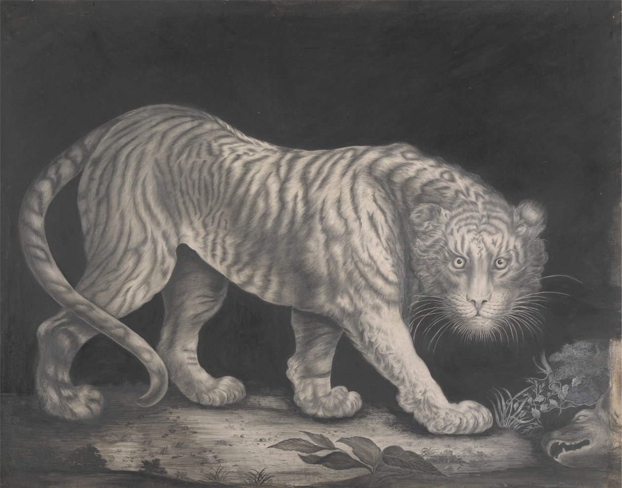 Una tigre in agguato da Elizabeth Pringle