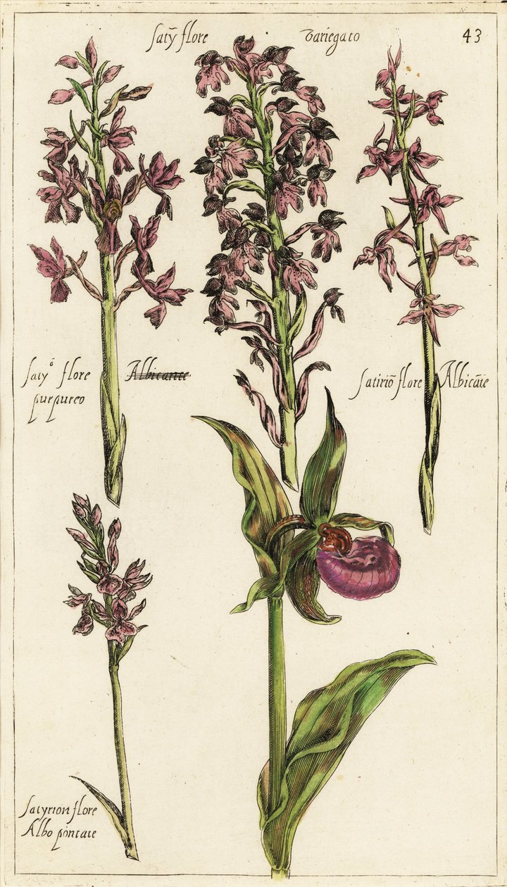 Varie varietà di orchidee europee, scarpetta di Venere, Cypripedium calceolus da Emanuel Sweert