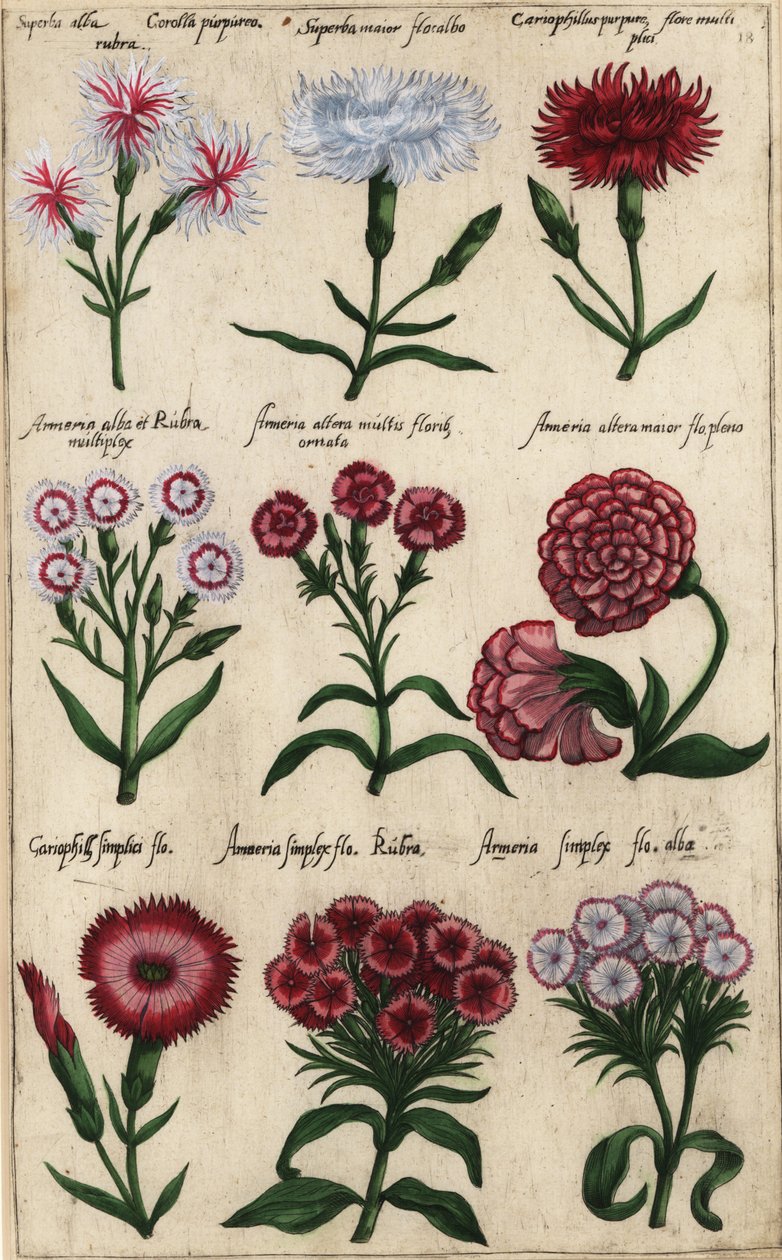 Varie varietà di garofano, Dianthus caryophyllus da Emanuel Sweert