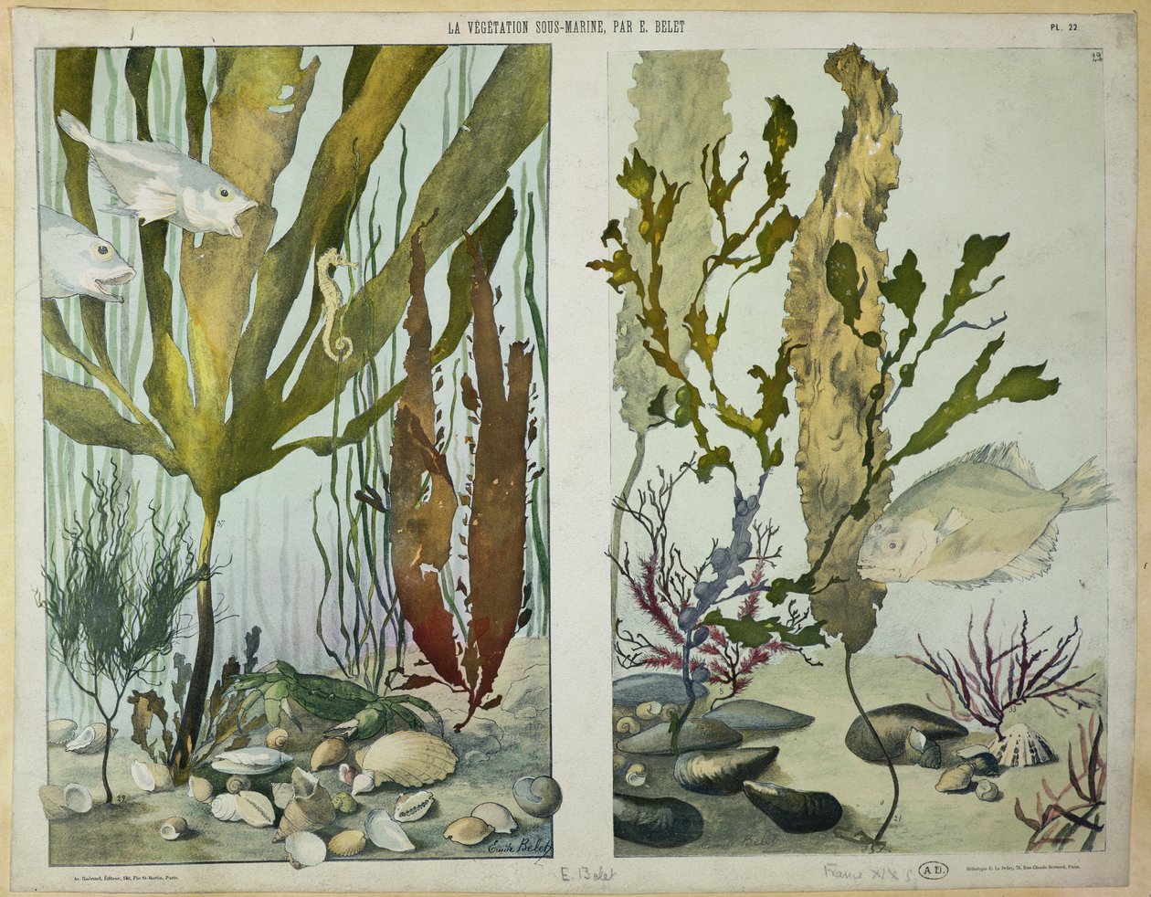 Alghe, pesci, cavalluccio marino, granchio e molluschi, tavole illustrate da 