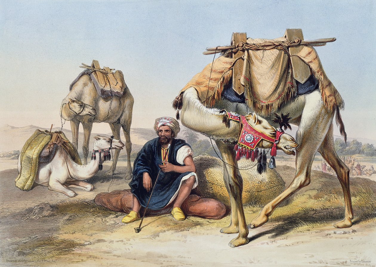 Cammelli a riposo nella Sherkiyeh, Terra di Goshen, illustrazione da 