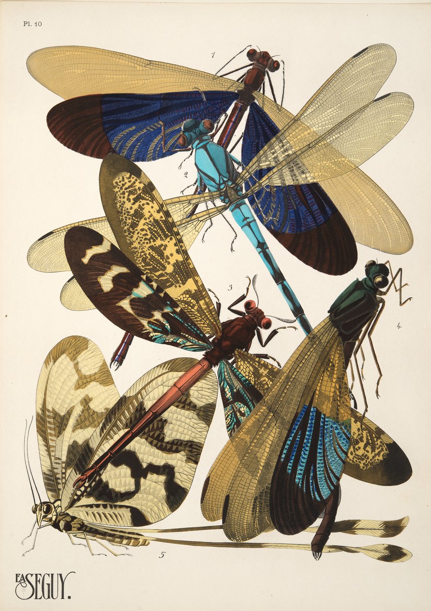 Tavola 10 da Insectes da Émile Allain Séguy