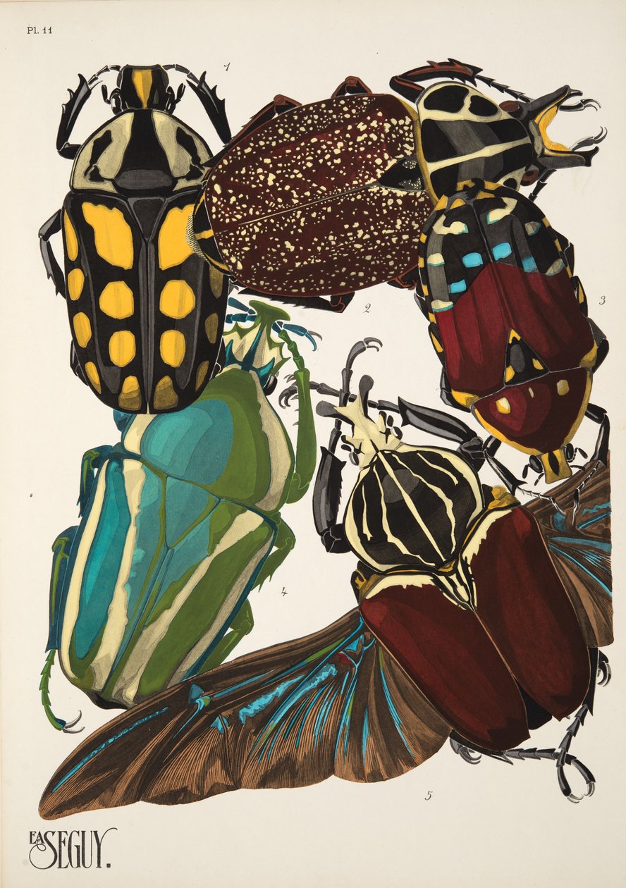 Tavola 11 da Insectes da Émile Allain Séguy