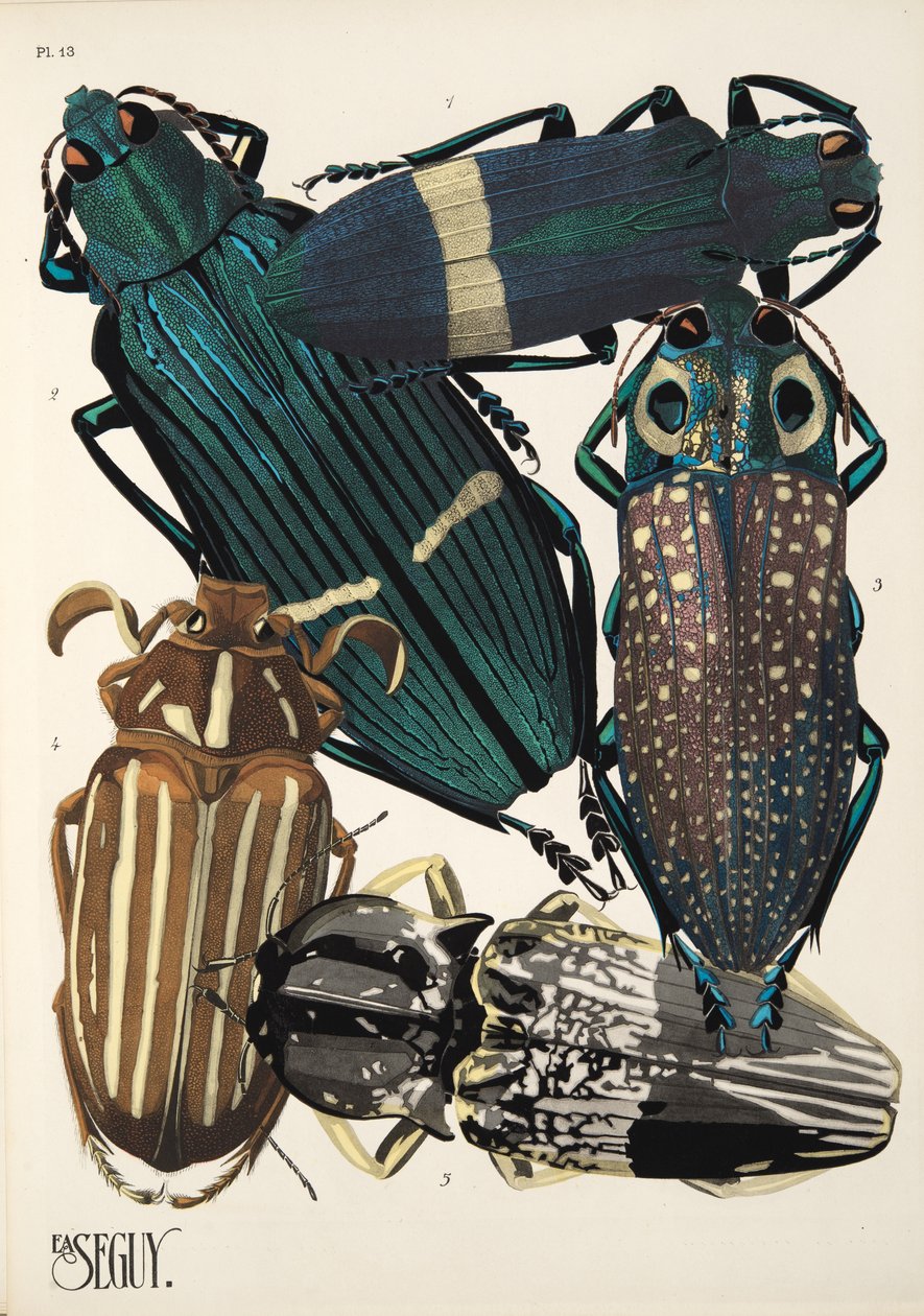 Tavola 13 da Insectes da Émile Allain Séguy