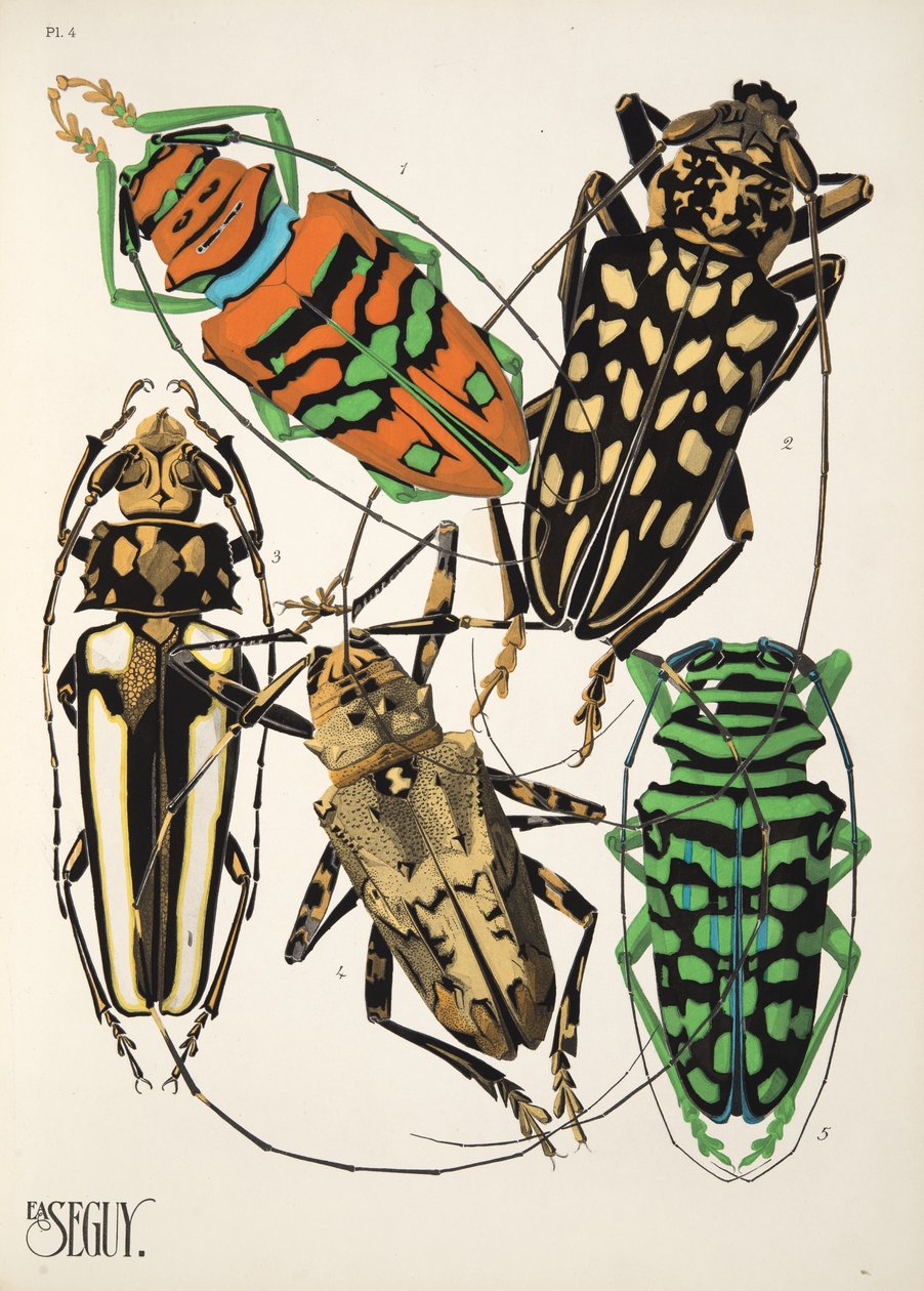Tavola 4 da Insectes, pub. anni 