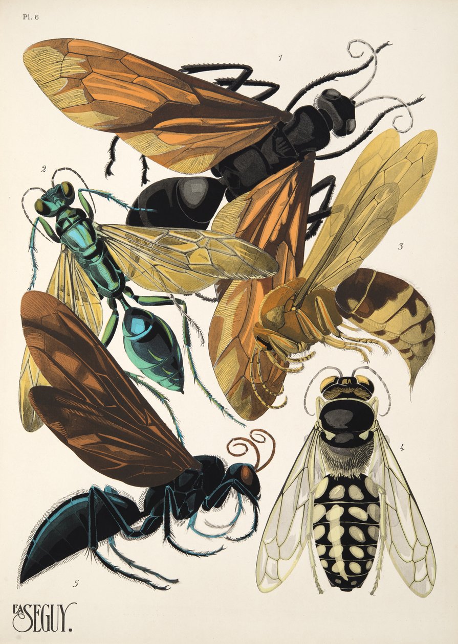 Piastra 6 da Insectes, pub. anni 