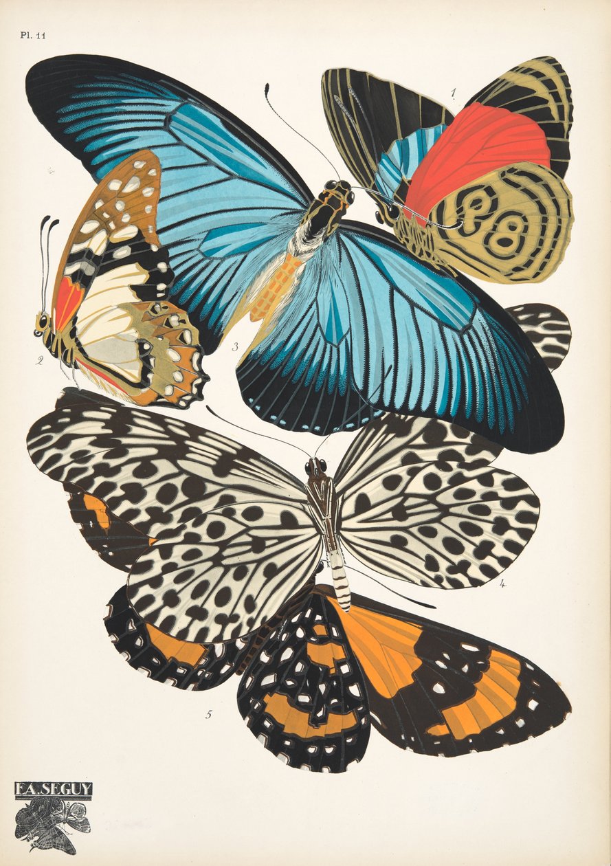 Tavola 11 da Papillons, pub. 1925 da Émile Allain Séguy