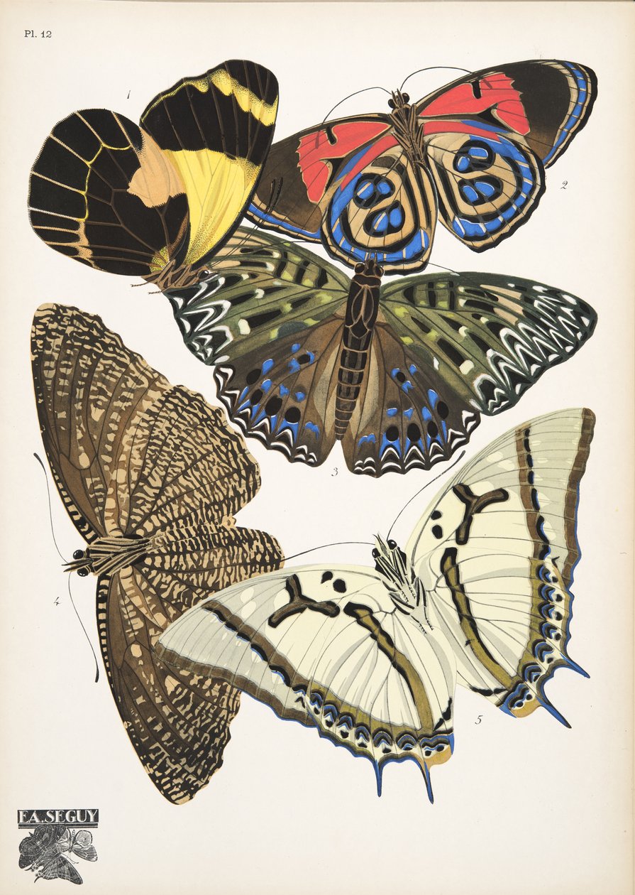 Plate 12 da Papillons, pub. 1925 da Émile-Allain Séguy